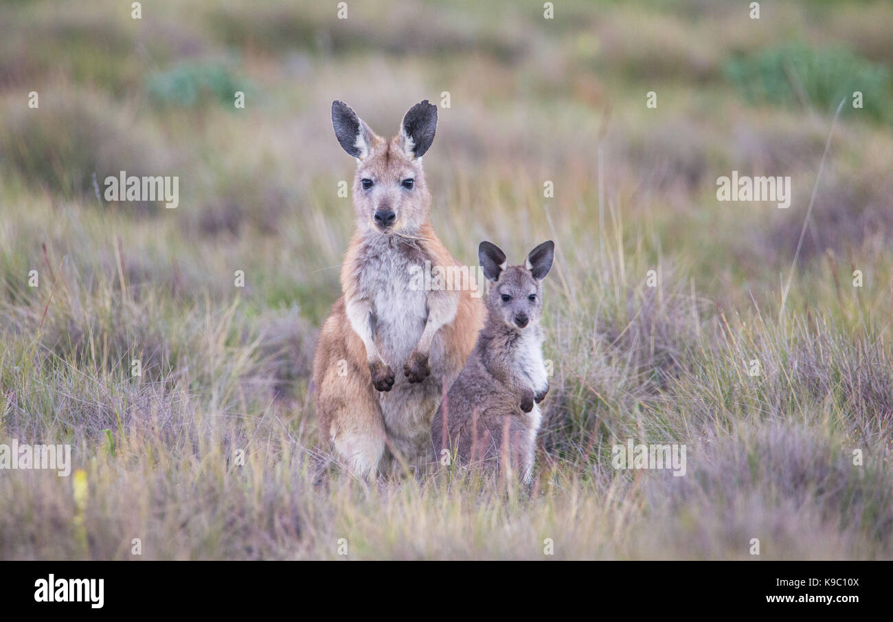 Weibliche gemeinsame Wallaroo (Macropus robustus) mit Joey, Flinders Ranges, South Australia Stockfoto