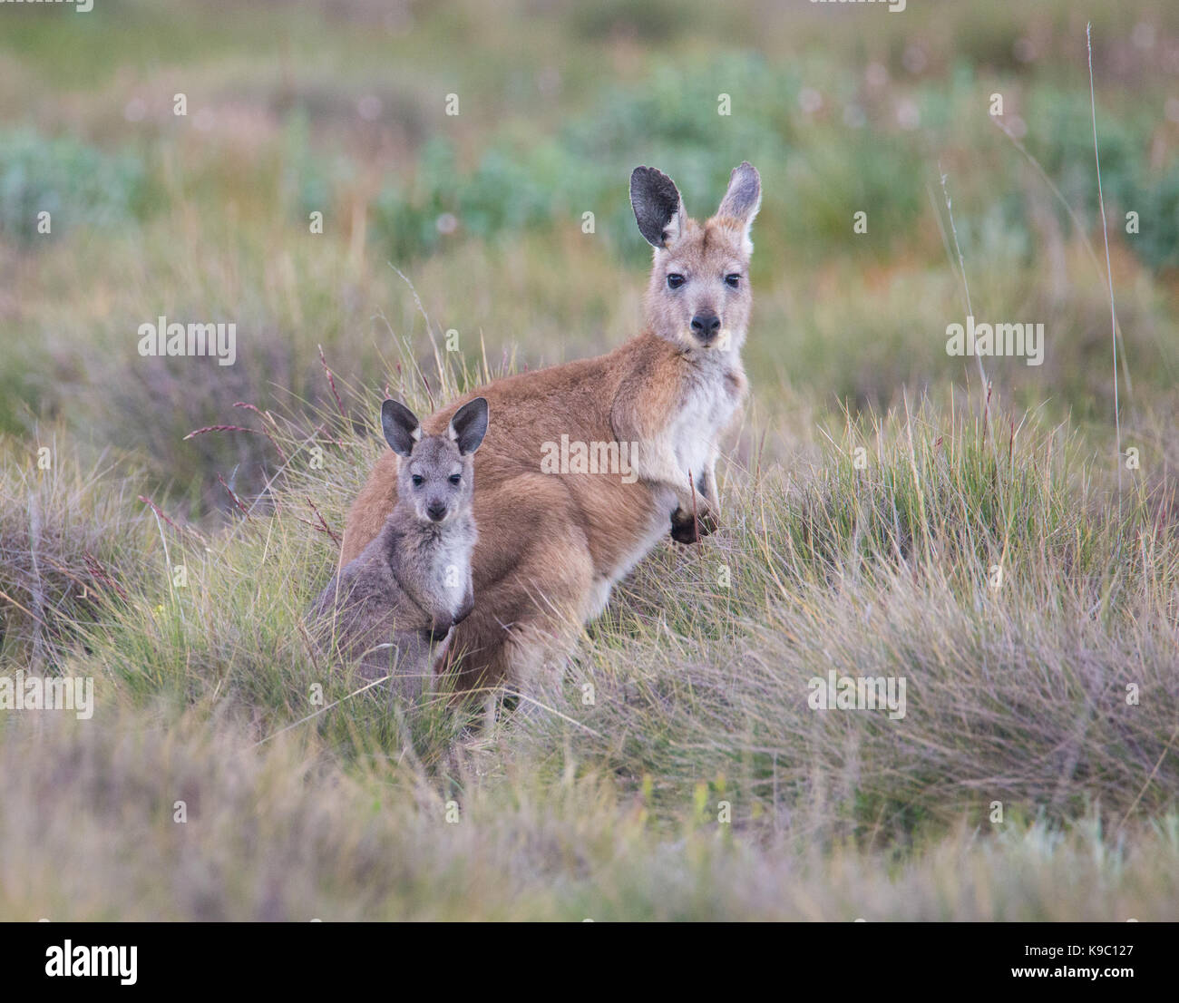Weibliche gemeinsame Wallaroo (Macropus robustus) mit Joey, Flinders Ranges, South Australia Stockfoto