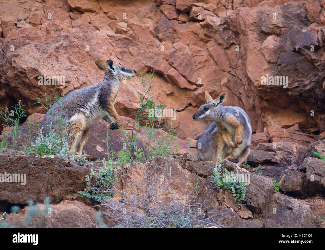 Gelb-footed Rock Wallaby (Petrogale xanthopus) auf einem Felsvorsprung in der Flinders Ranges, South Australia Stockfoto