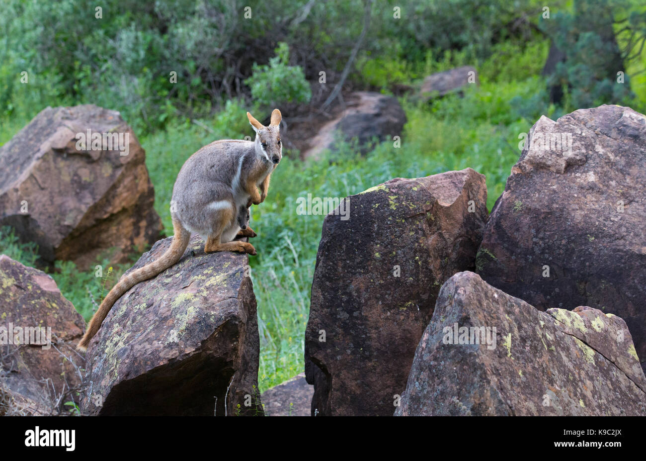 Gelb-footed Rock Wallaby (Petrogale xanthopus), Flinders Ranges, South Australia Stockfoto