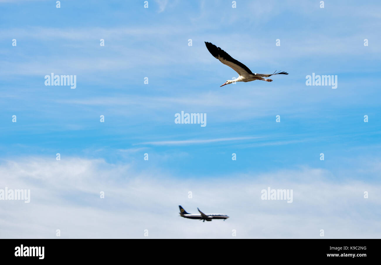 Ein Weißstorch, Ciconia ciconia, Migration über die Maltesischen Inseln. Vogel ist im Flug mit Ryanair Flugzeug im Hintergrund in die entgegengesetzte Richtung. Stockfoto