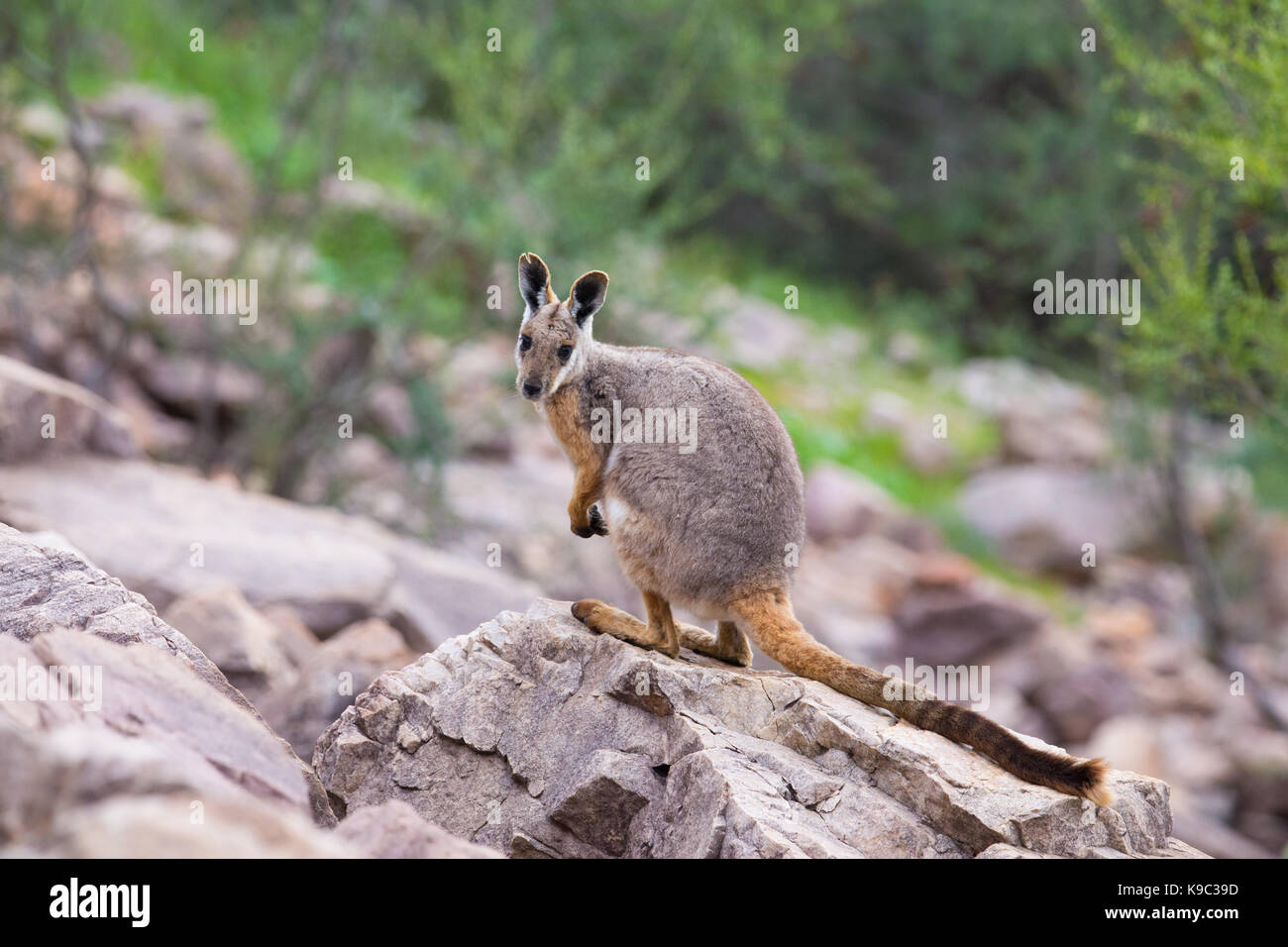 Gelb-footed Rock Wallaby (Petrogale xanthopus) auf einem felsigen Hang in die Flinders Ranges, South Australia Stockfoto