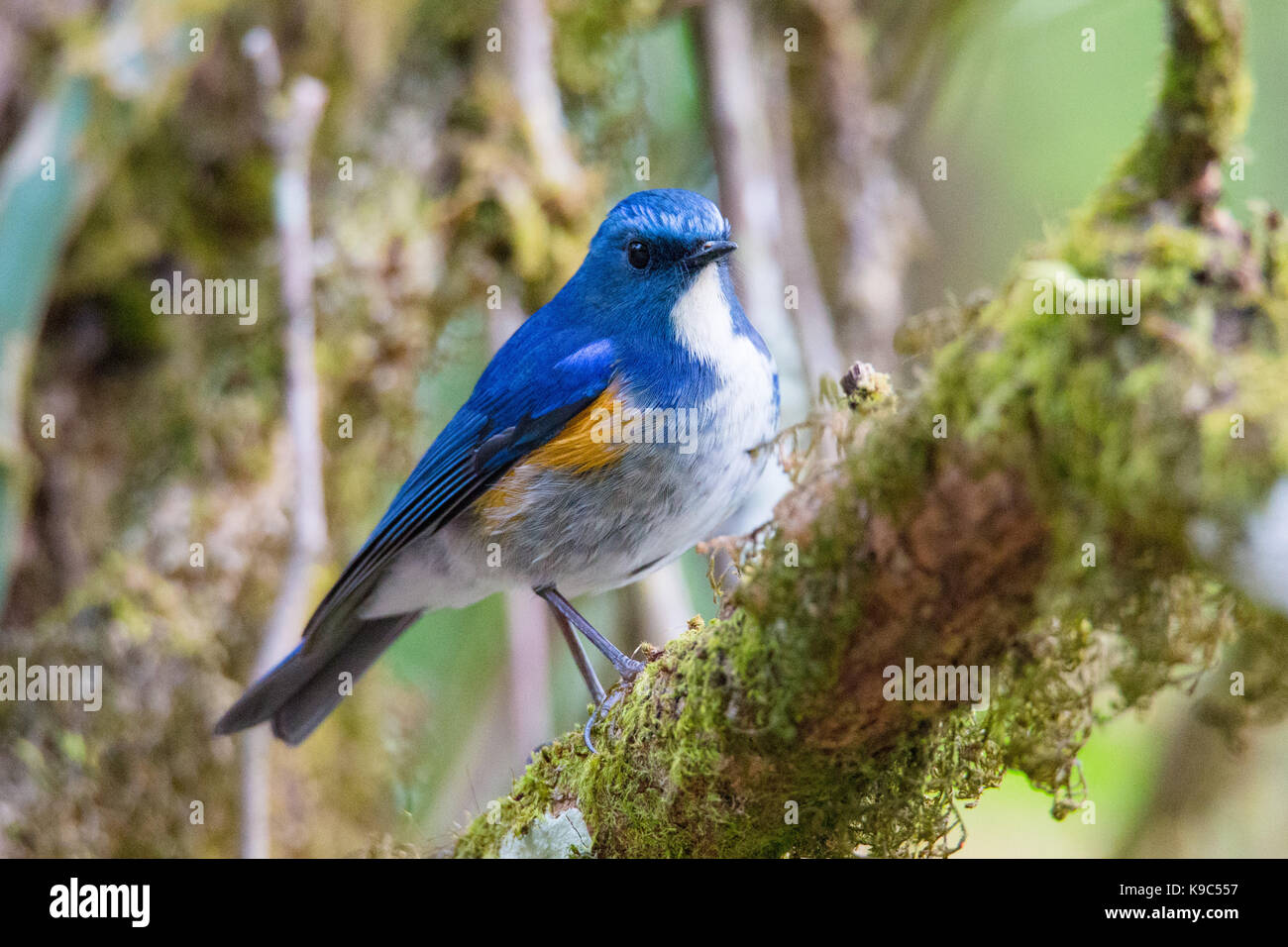 Männliche Himalayan Bluetail (Tarsiger rufilatus) auch als Orange - Bush - Robin - Doi Lang, Thailand flankiert Stockfoto