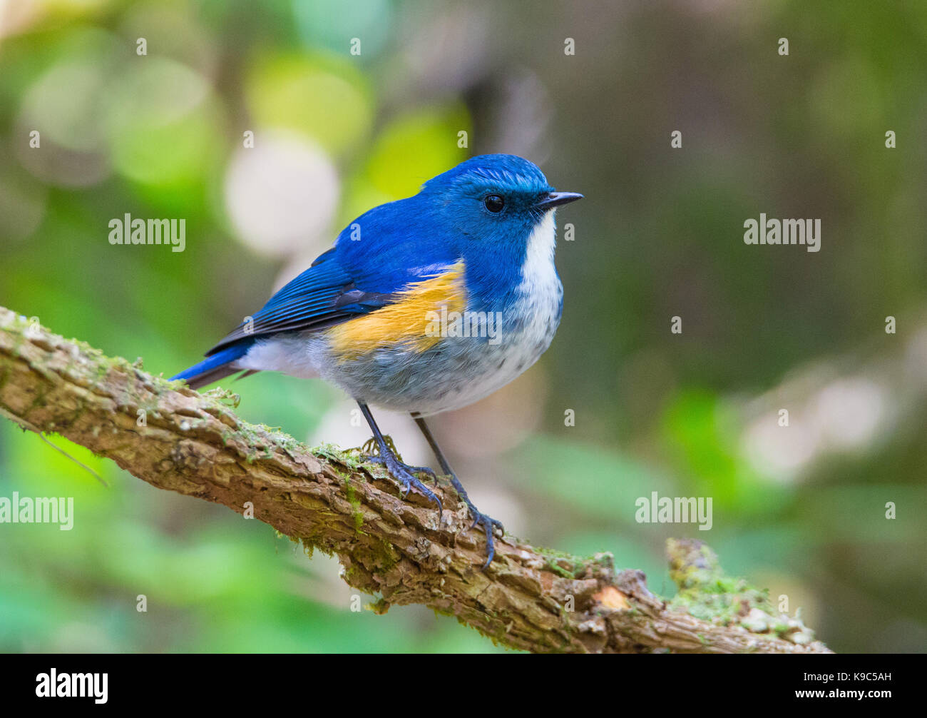 Männliche Himalayan Bluetail (Tarsiger rufilatus) auch als Orange - Bush - Robin - Doi Lang, Thailand flankiert Stockfoto