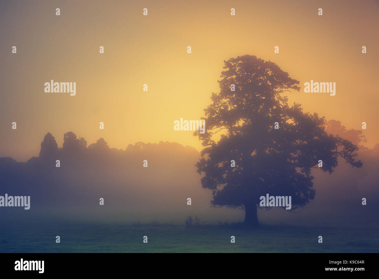 Die Sonne geht auf in einen neuen Tag in einem nebligen Landschaft, ein Baum stand Silhouette gegen die schwachen Sonneneinstrahlung. Stockfoto