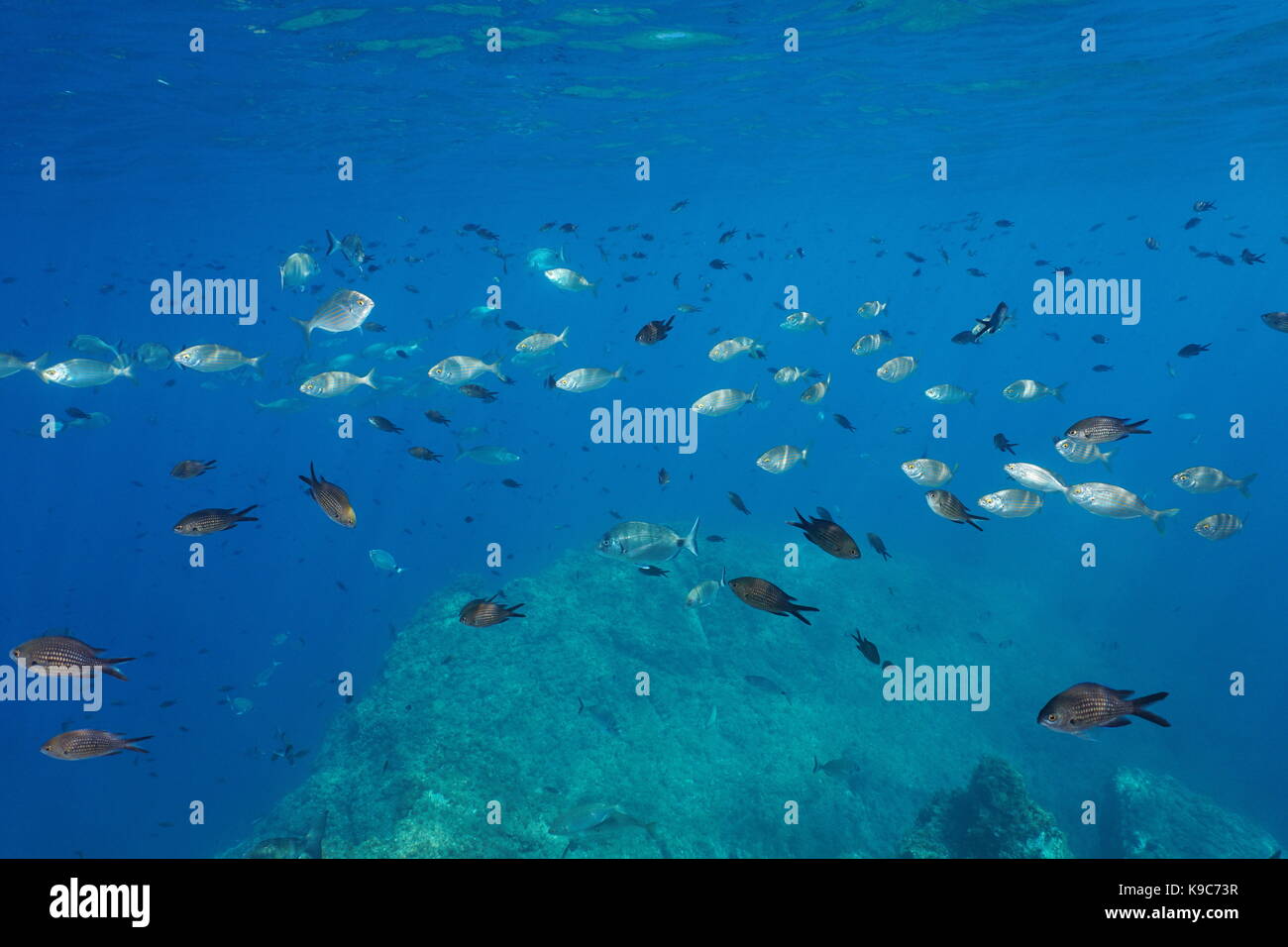 Schwarm von Fischen im Mittelmeer komponiert von riffbarsche, salema Porgy und weißen Goldbrasse Unterwasser in der Nähe der Wasseroberfläche, Costa Brava, Spanien Stockfoto