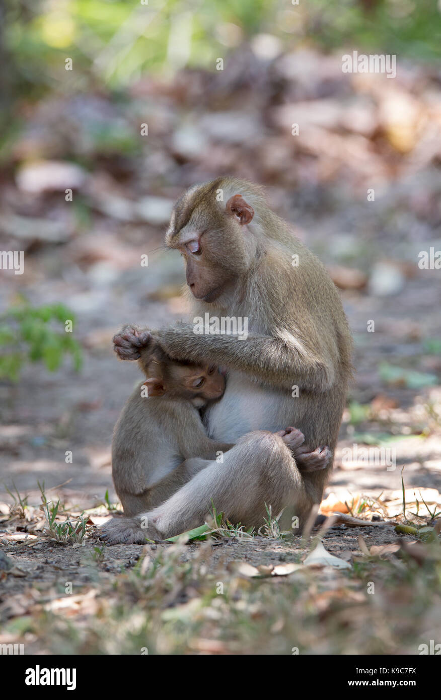 Weibliche nördliche Schwein-tailed Makaken (Macaca leonina) Pflege ein Jugendlicher, Khao Yai Nationalpark, Thailand Stockfoto