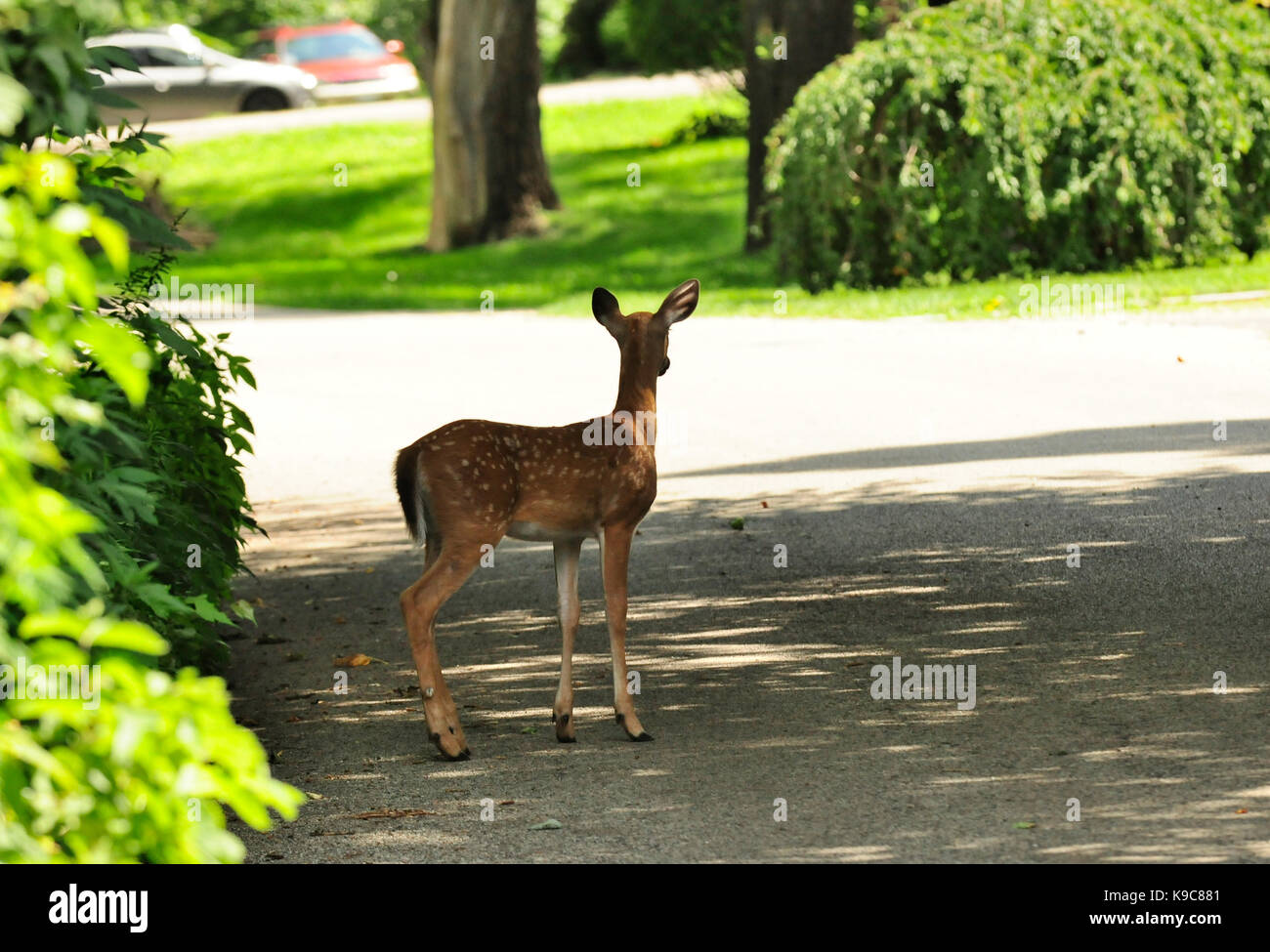 White tailed deer fawn stoppte in Urban Street. Stockfoto