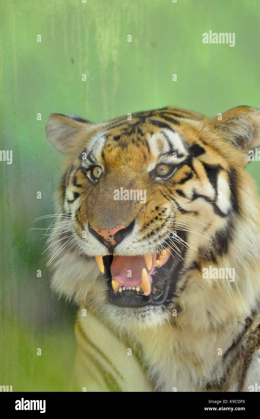 Tiger hautnah, größte Katze Stockfoto