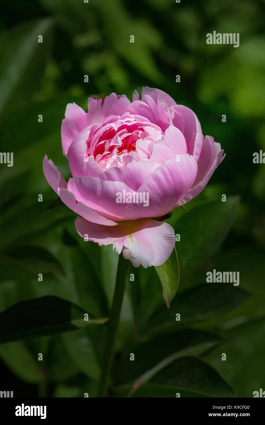 Eine einzelne Garten Blume, Pfingstrose Gail Tischler, Gattung Paeonia, in den Prozess der Öffnung. Stockfoto