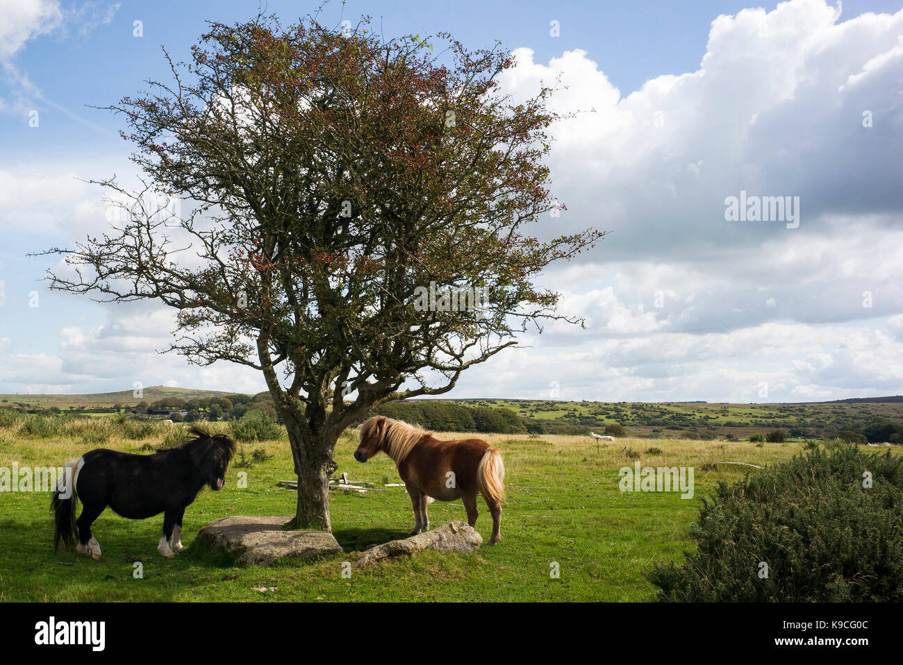 Ponys auf Bodmin Moor durch Baum Stockfoto