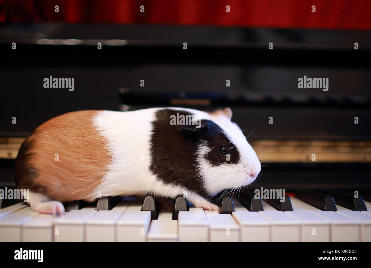 Meerschweinchen Spaziergang auf dem Klavier, spielen Talent auf Musik Stockfoto