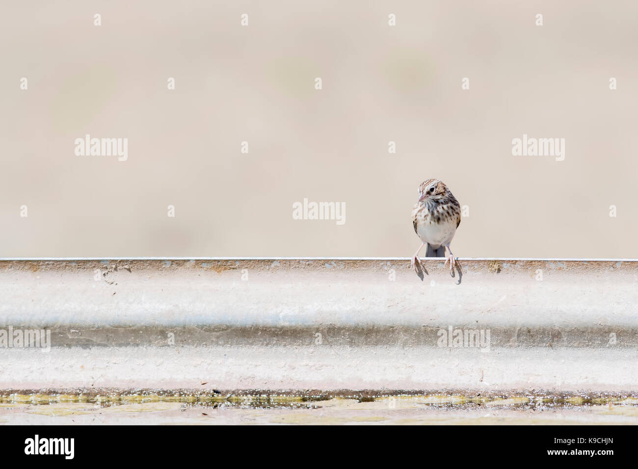 Vesper Sparrow (Pooecetes gramineus) auf einem Metallgeländer auf dem Grasland von Colorado gehockt Stockfoto