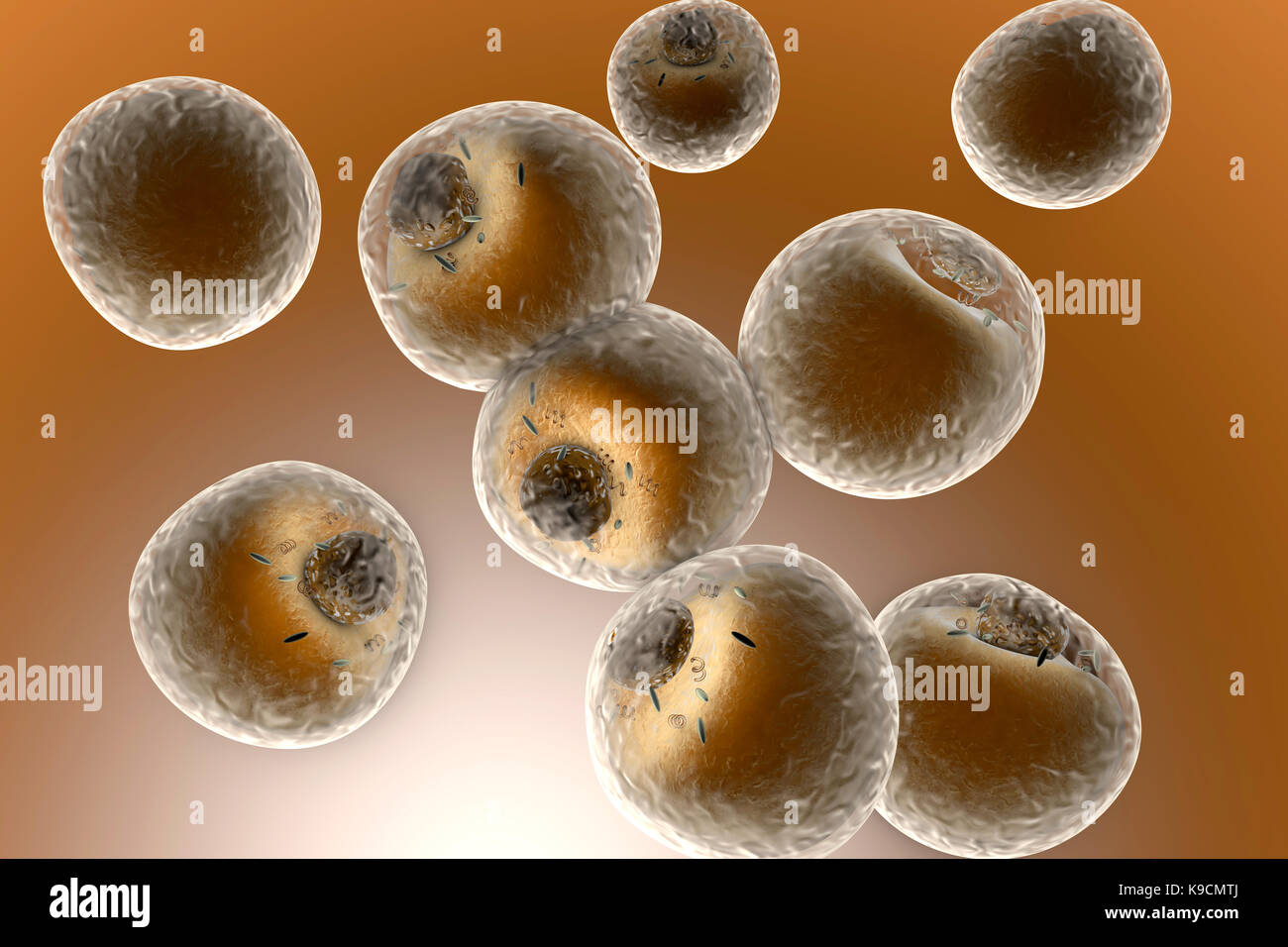 Fette Zellen im menschlichen Körper. 3D-Bild dargestellt. Stockfoto