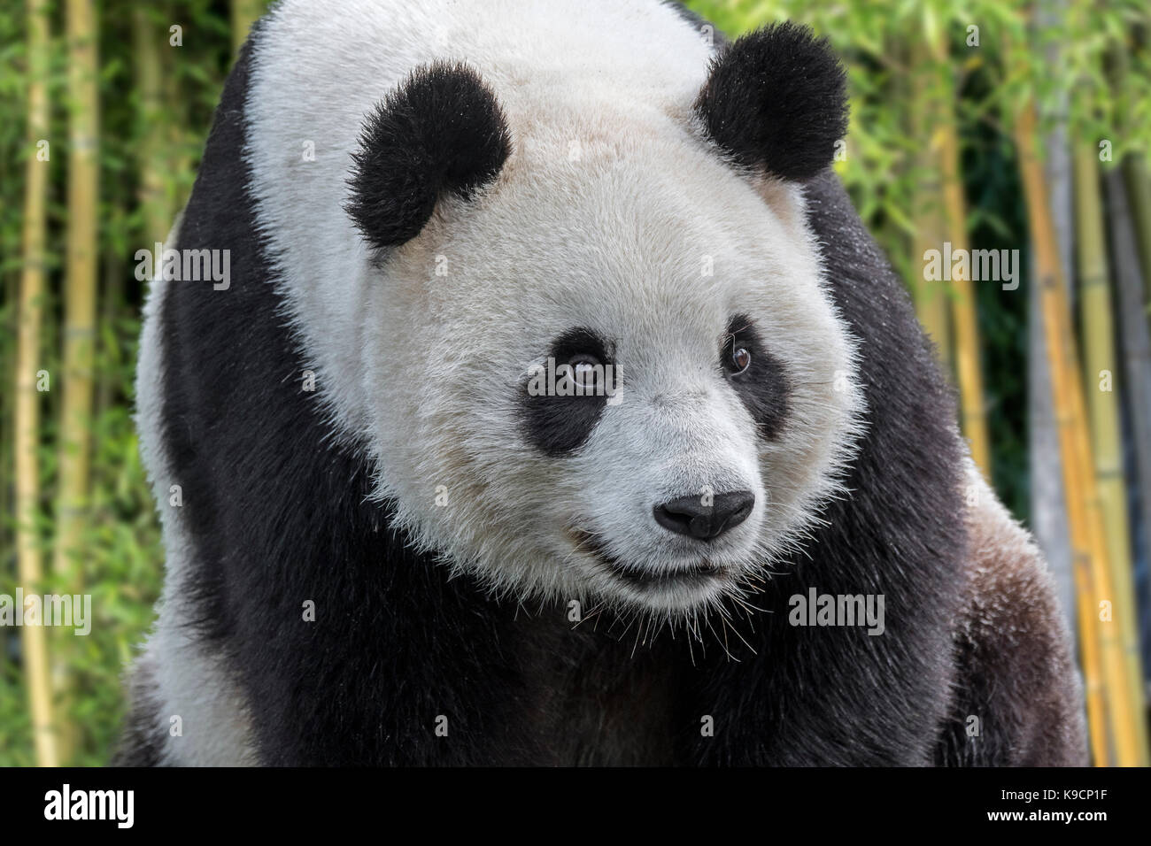 Panda Oder Priester Stockfotos und bilder Kaufen Alamy