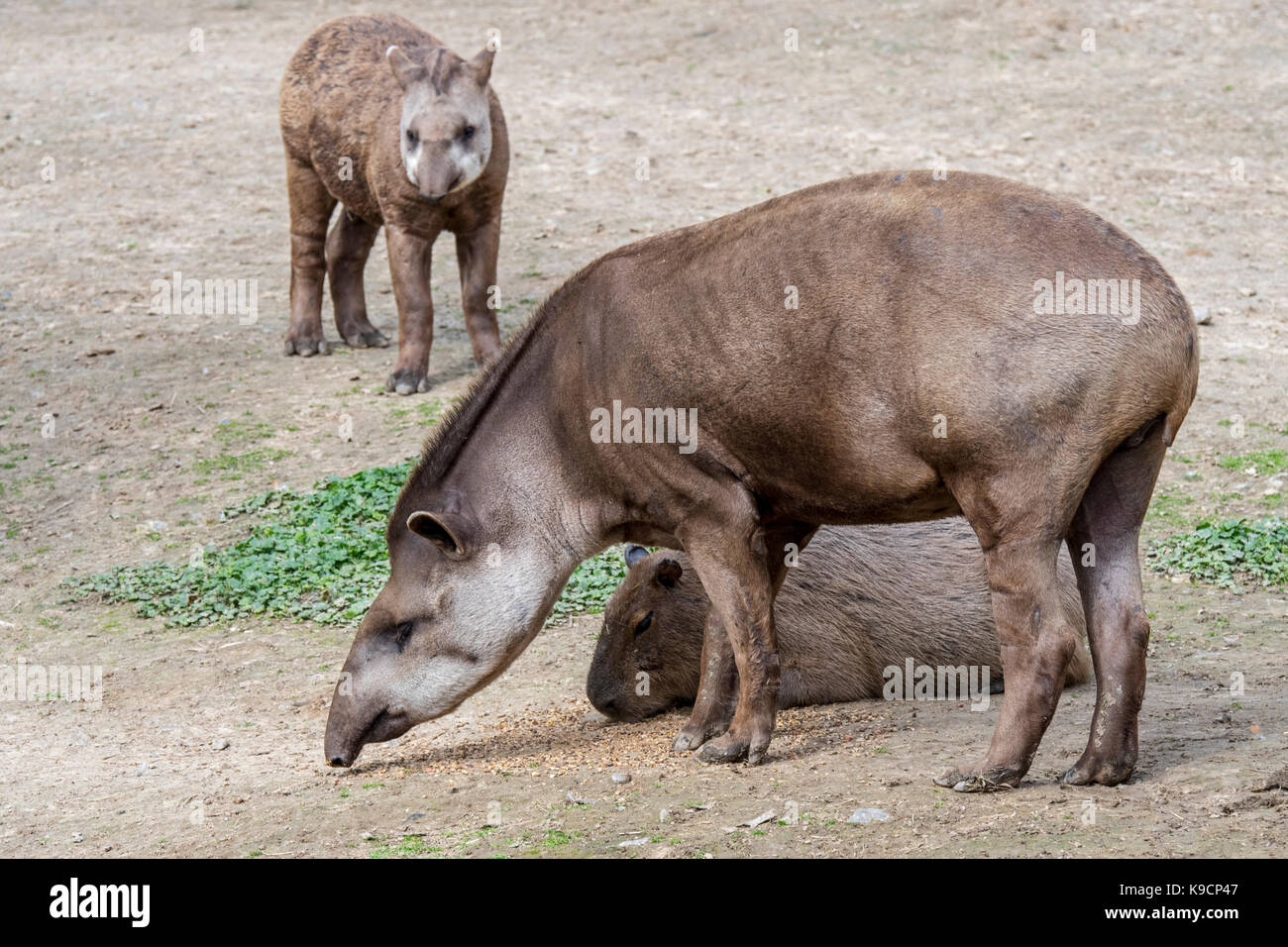 South American tapir Brasilianischer Tapir //lowland Tapir (Tapirus terrestris) mit Jungen, capybara (Hydrochoerus hydrochaeris) im Zoo Stockfoto