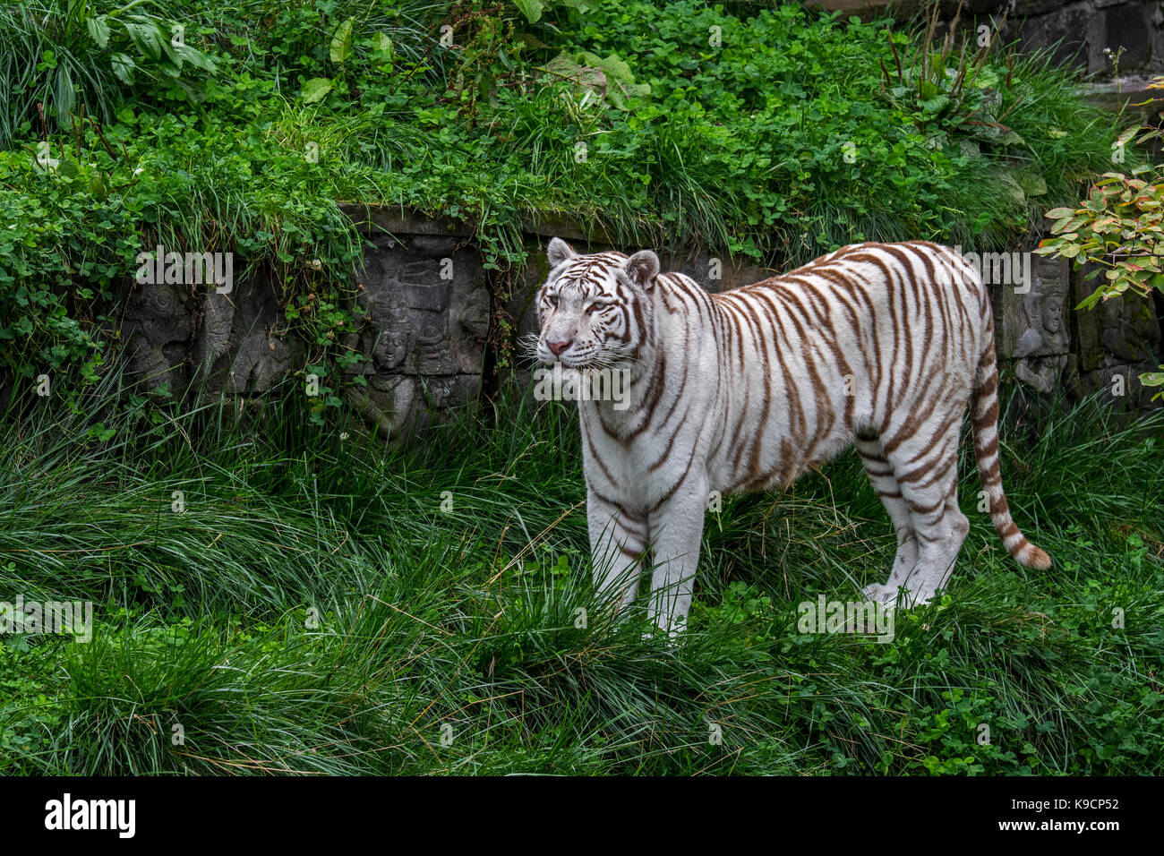 Weißer Tiger/gebleicht Tiger (Panthera tigris) zu Fuß unter indischen Tempel Ruinen Stockfoto