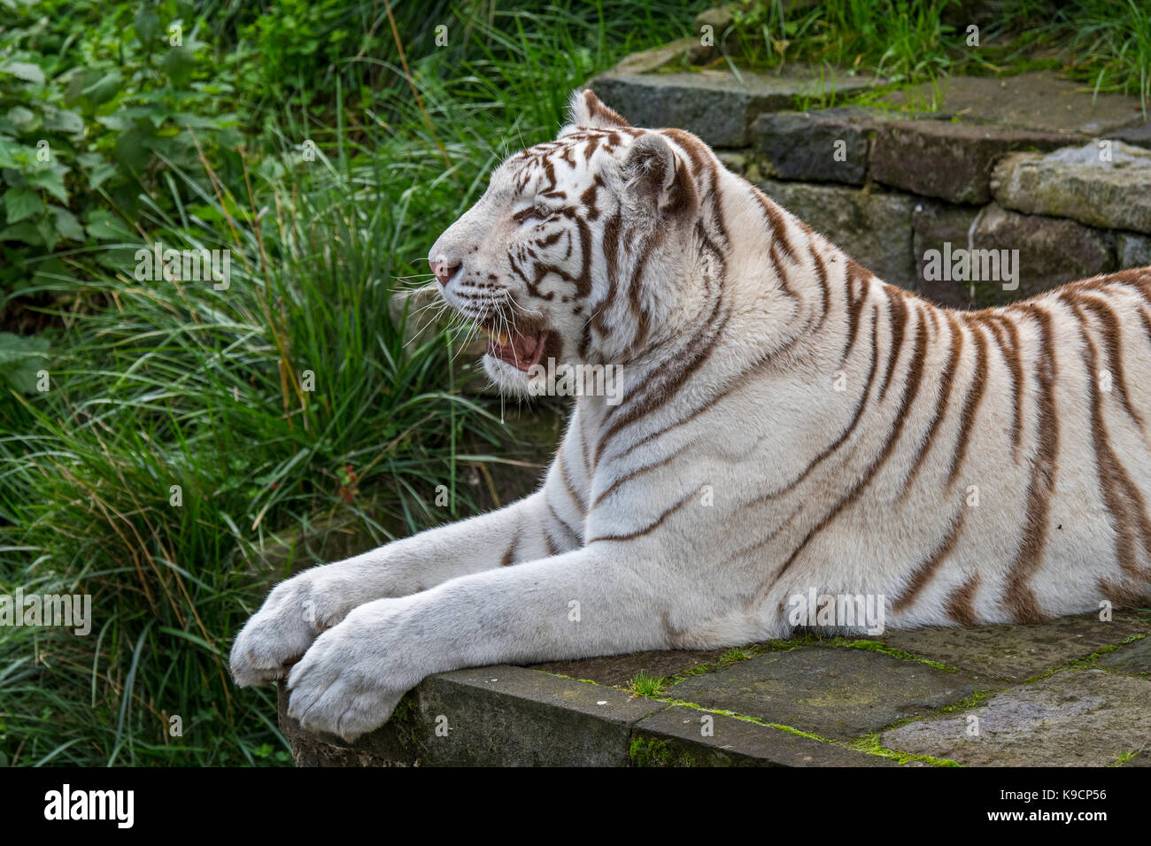 Weißer Tiger/gebleicht Tiger (Panthera tigris) Pigmentierung Variante des Bengalischen Tiger, beheimatet in Indien Stockfoto