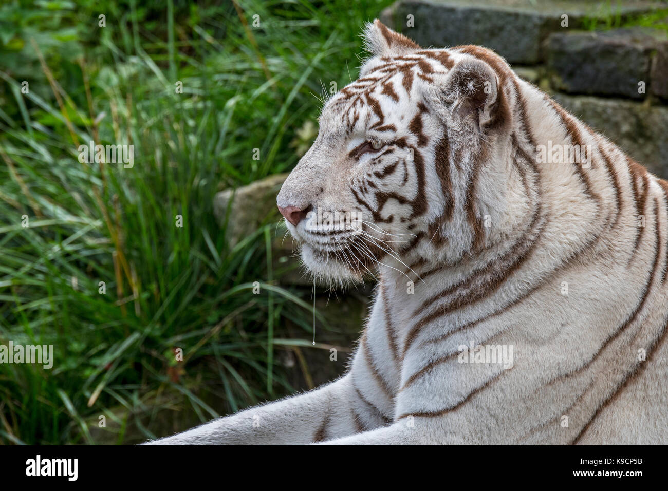 Weißer Tiger/gebleicht Tiger (Panthera tigris) Pigmentierung Variante des Bengalischen Tiger, beheimatet in Indien Stockfoto