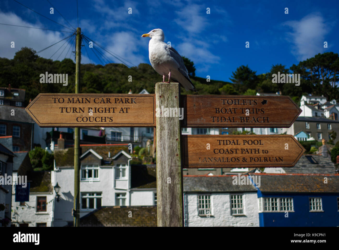 Möwe auf Post für Richtung Informationen Zeiger um Polperro Harbour South Cornwall Stockfoto