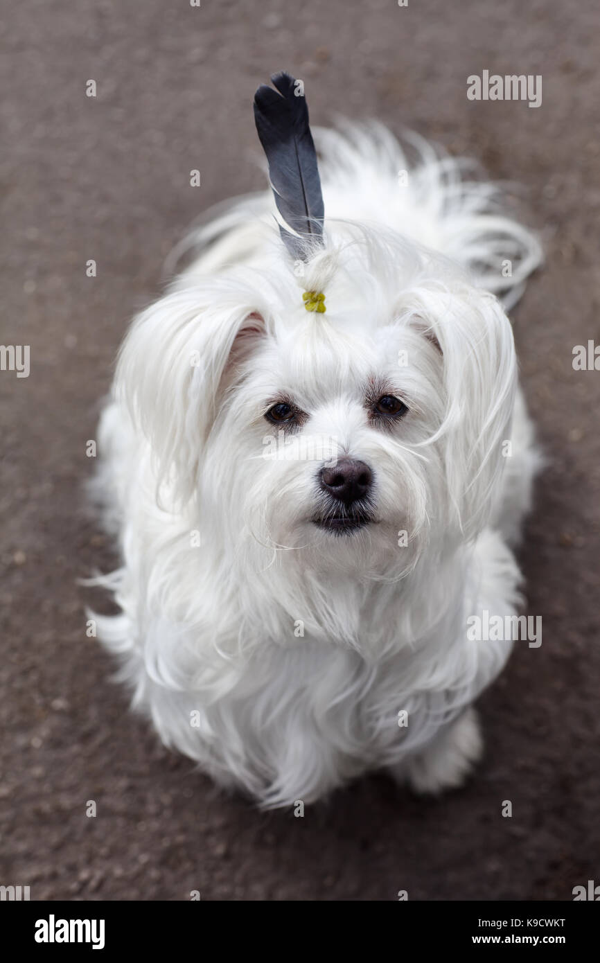 Funny cute dog portrait mit Feder wie die Indischen Stockfoto