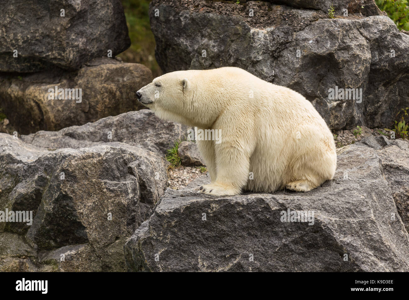 Ein Eisbär (Ursus maritimus) ist im Zoo Sauvage in St gesehen. felicien, Quebec Freitag, 25 August, 2017. Stockfoto