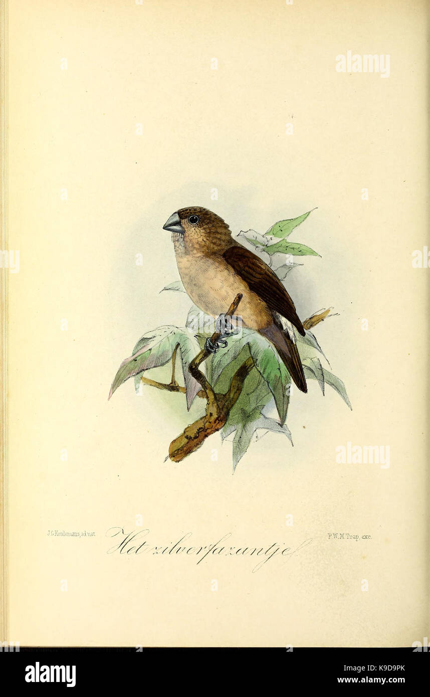Onze Vogels in Huis en Tuin (Platte (46)) BHL 41669015 Stockfoto