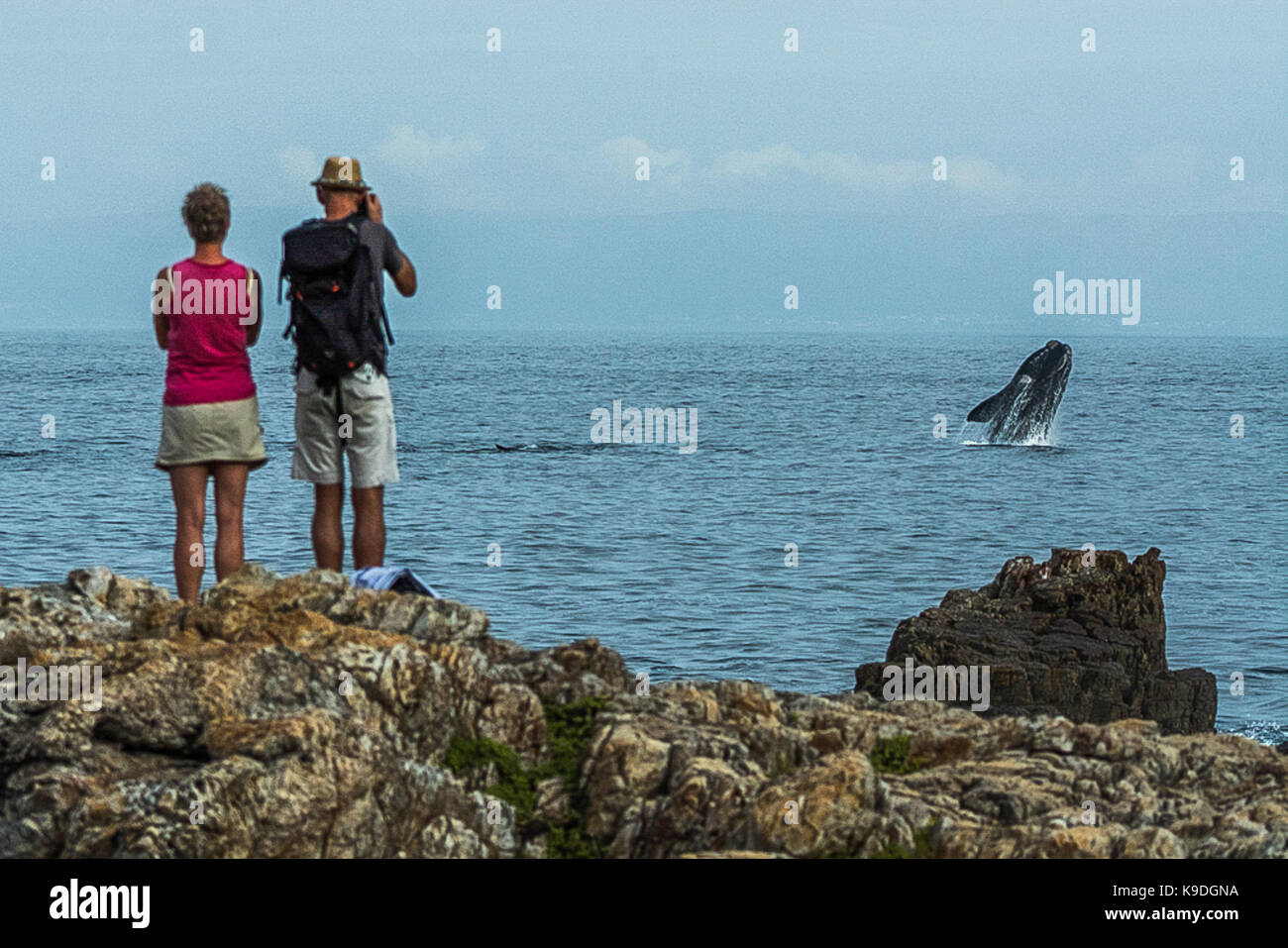 Walbeobachtung in Hermanus, Western Cape, Südafrika Stockfoto