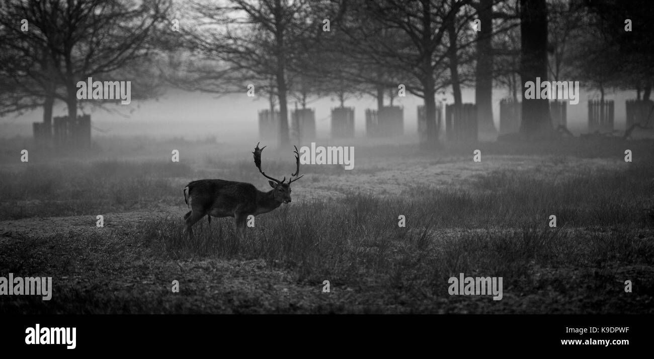 Dunham Massey, Altrincham, Cheshire Stockfoto