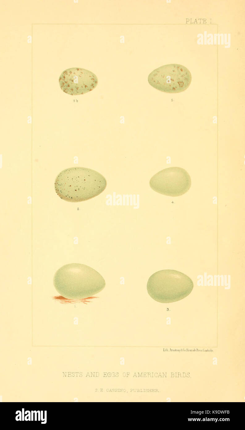 Nester und Eier der amerikanischen Vögel (Platte I) (6424696695) Stockfoto