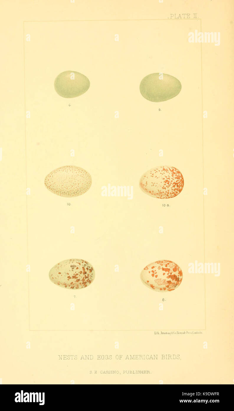 Nester und Eier der amerikanischen Vögel (Platte II) (6424697261) Stockfoto