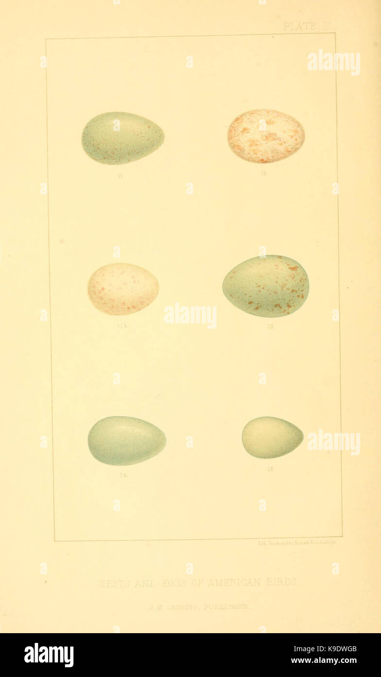 Nester und Eier der amerikanischen Vögel (Tafel III) (6424697655) Stockfoto