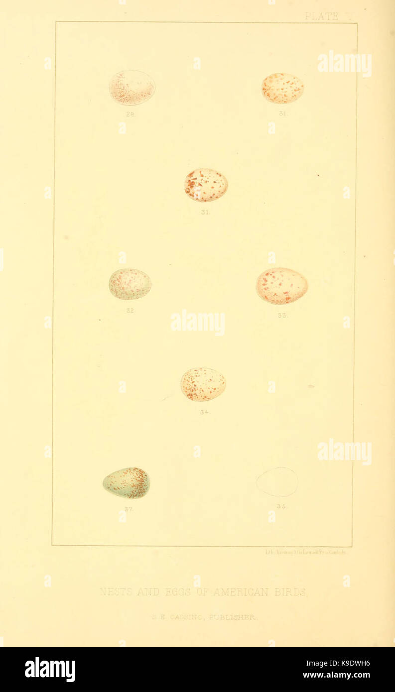 Nester und Eier der amerikanischen Vögel (Tafel V) (6424698993) Stockfoto