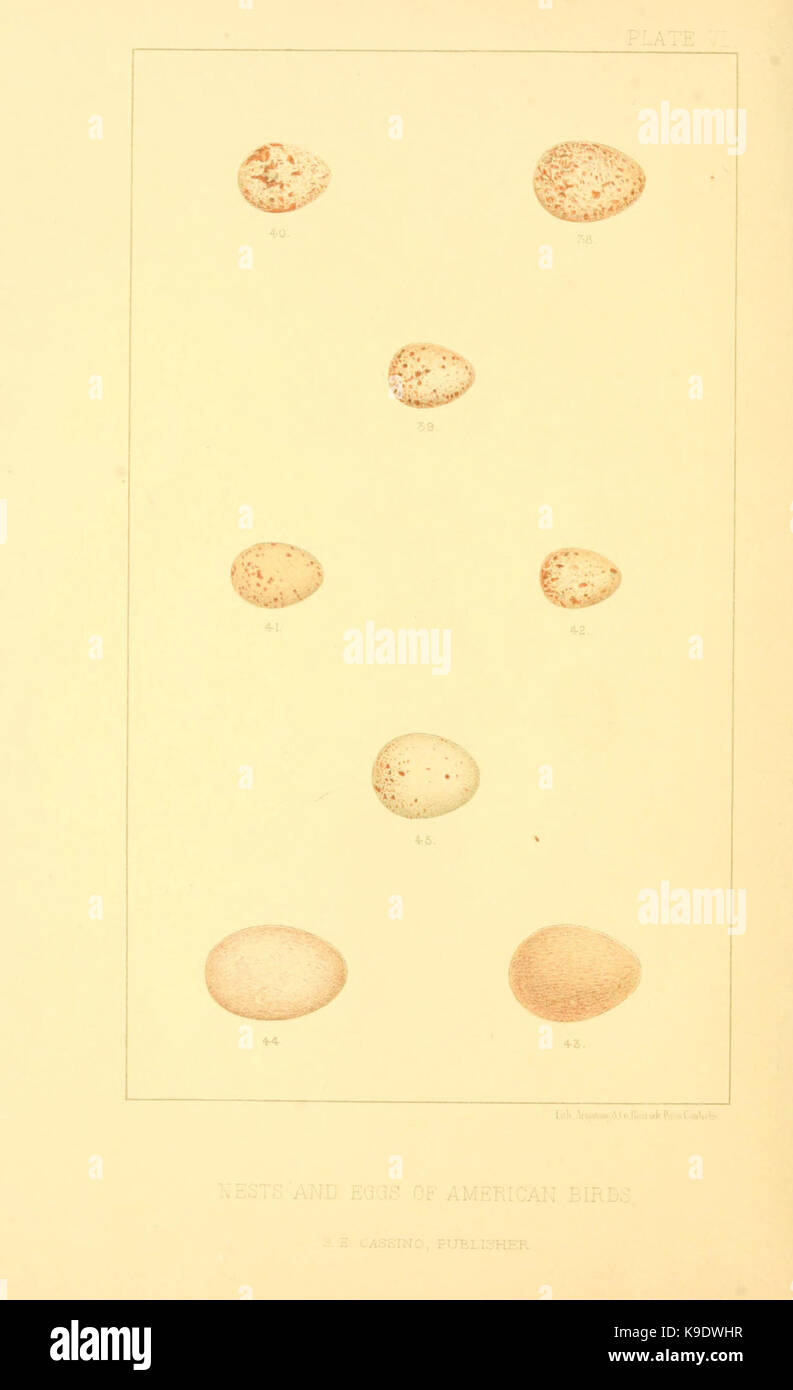 Nester und Eier der amerikanischen Vögel (Platte VI) (6424699351) Stockfoto
