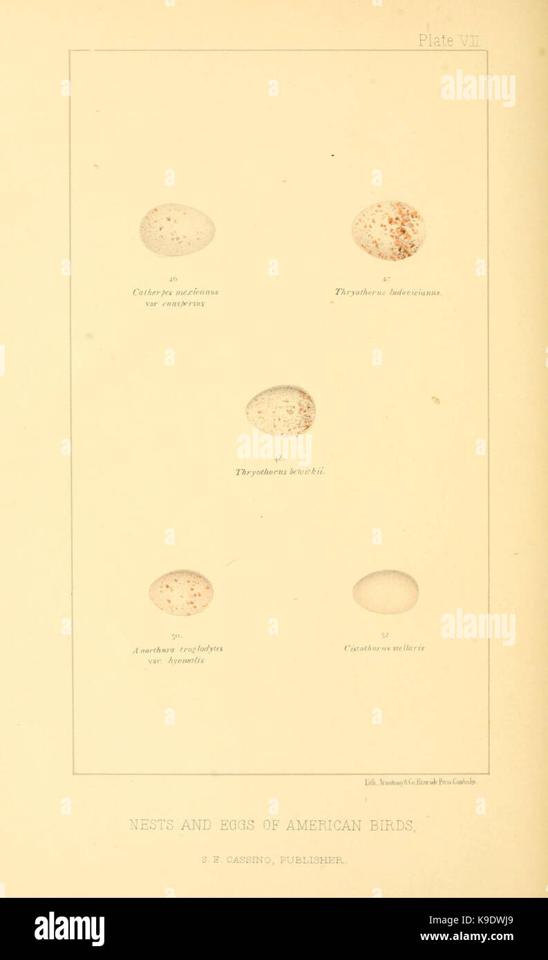Nester und Eier der amerikanischen Vögel (Platte VII) (6424699685) Stockfoto