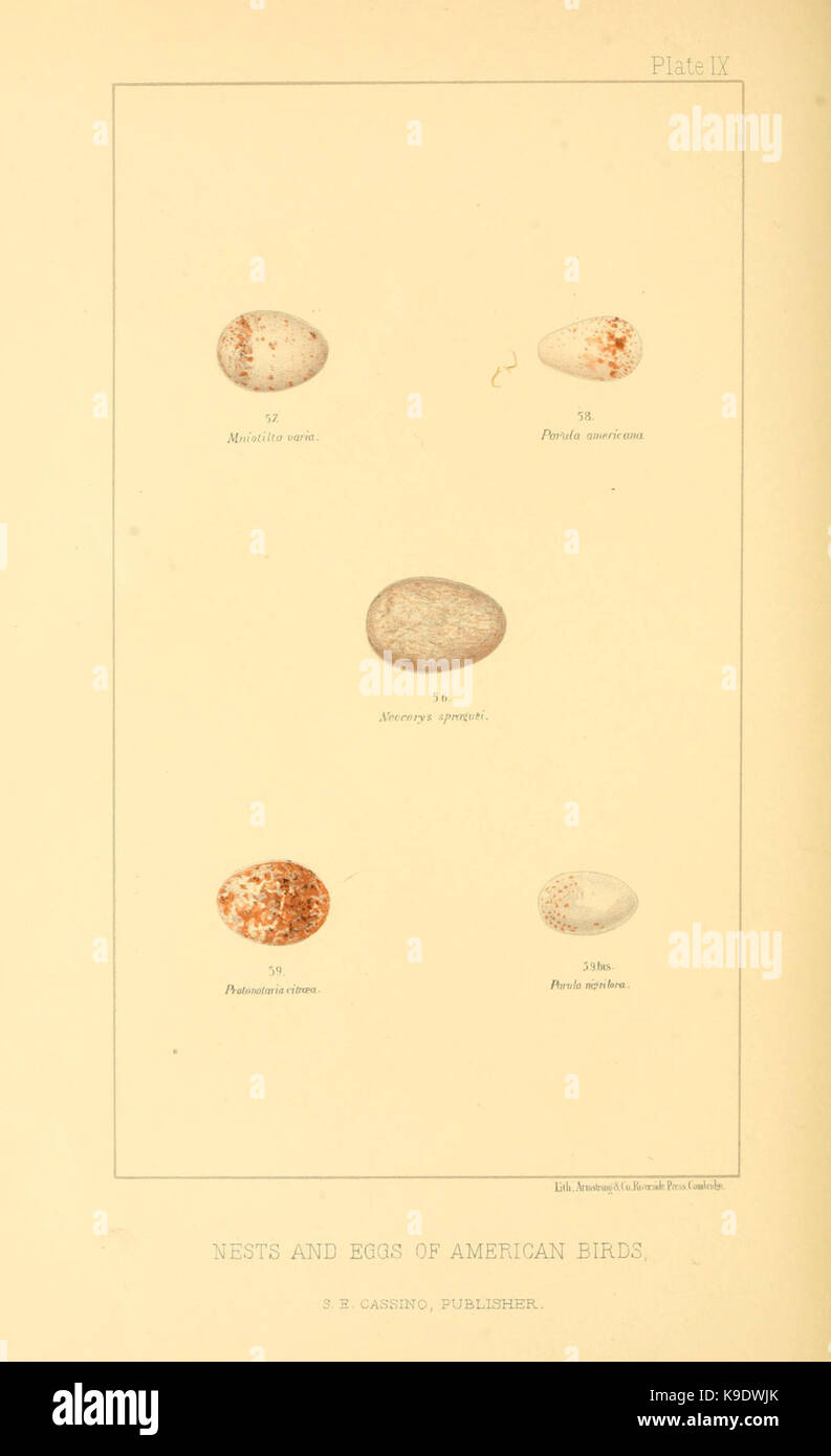 Nester und Eier der amerikanischen Vögel (Platte IX) (6424700153) Stockfoto