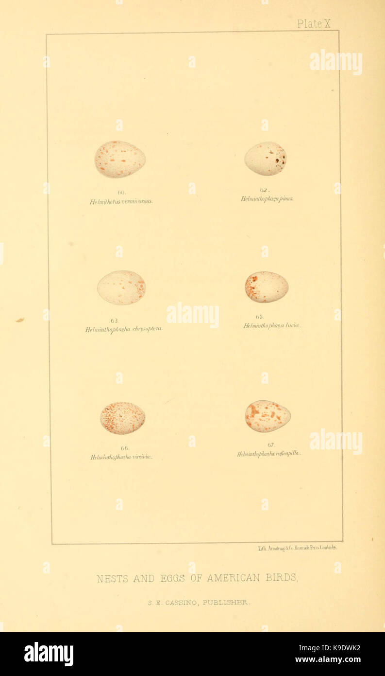 Nester und Eier der amerikanischen Vögel (Platte X) (6424700531) Stockfoto