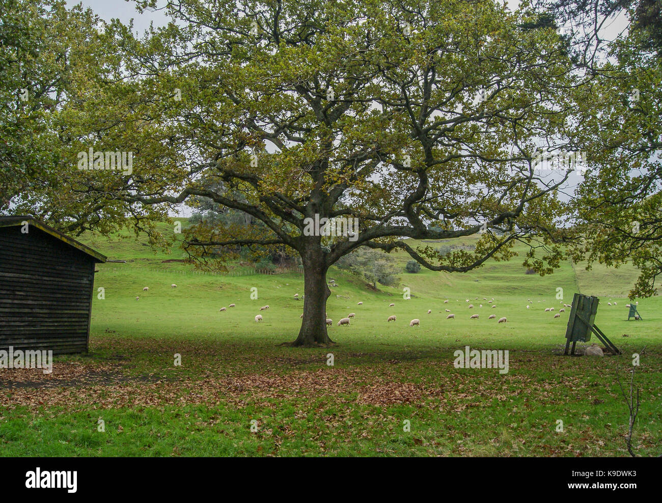 Eine Gruppe von kuh weide Gras in das Feld Stockfoto