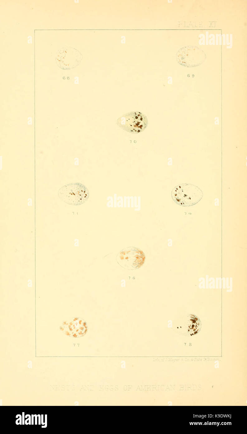 Nester und Eier der amerikanischen Vögel (Platte XI) (6424700871) Stockfoto