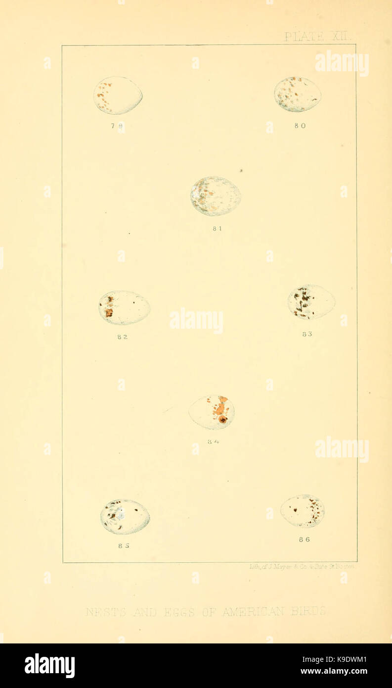 Nester und Eier der amerikanischen Vögel (Platte XII) (6424701213) Stockfoto
