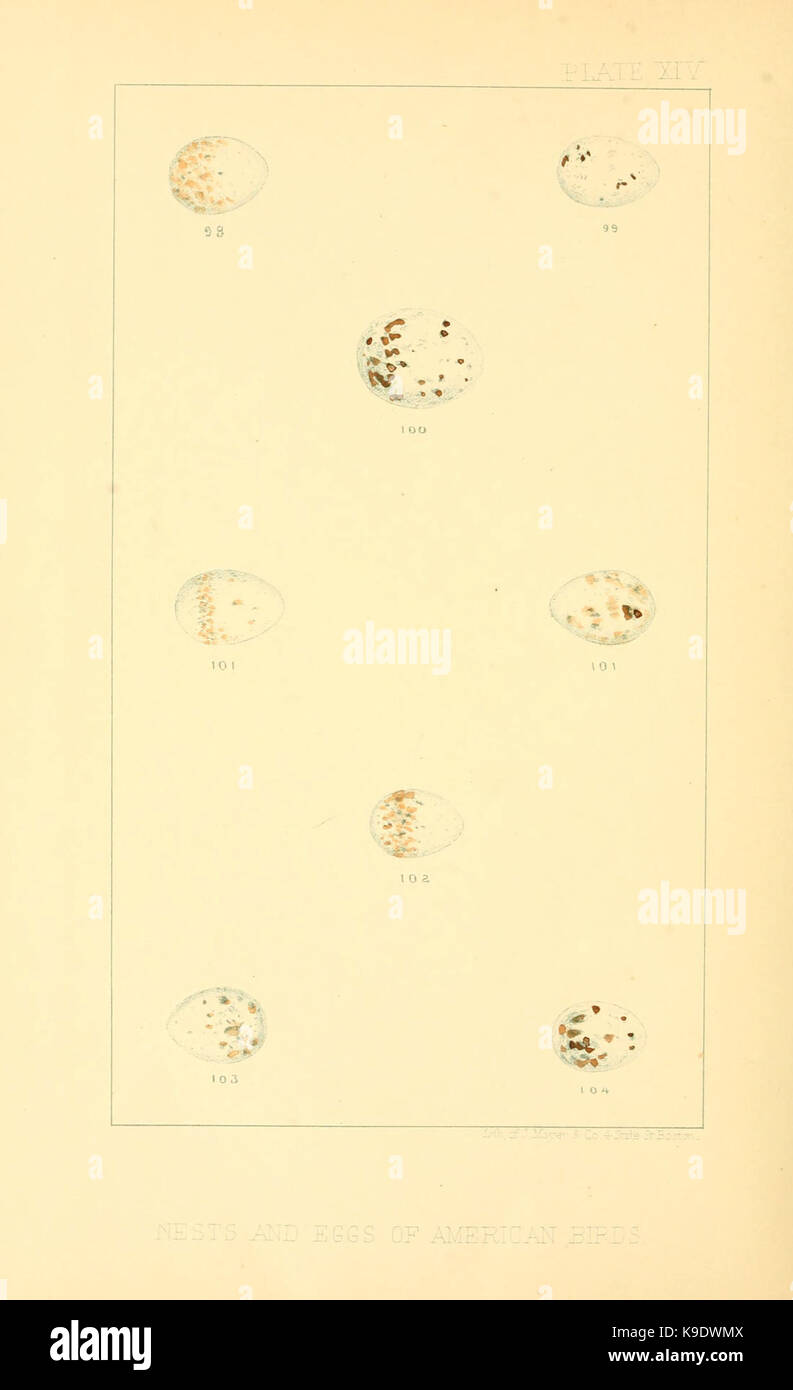Nester und Eier der amerikanischen Vögel (Platte XIV) (6424701867) Stockfoto