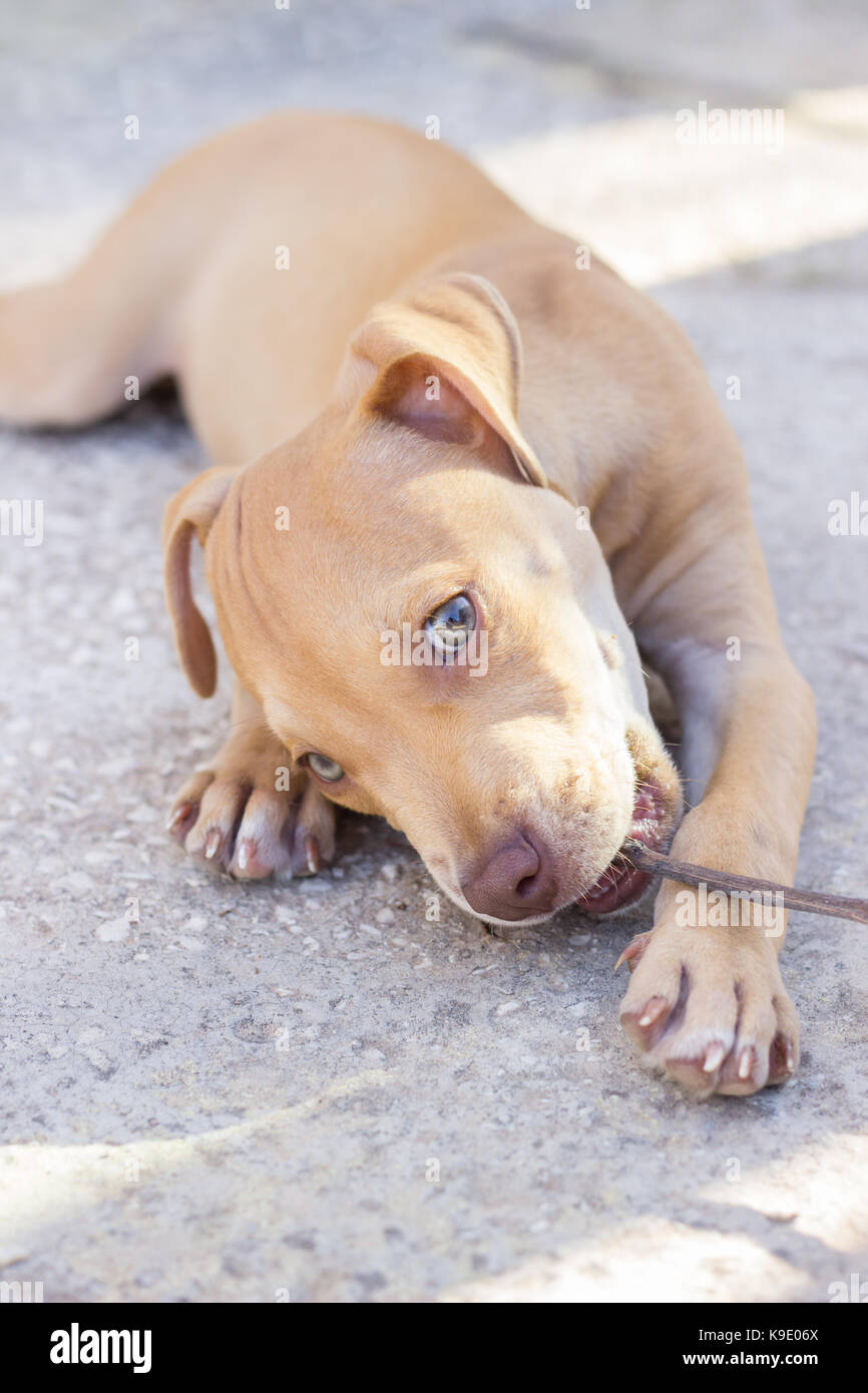 Pit Bull Welpen im Freien Stockfoto