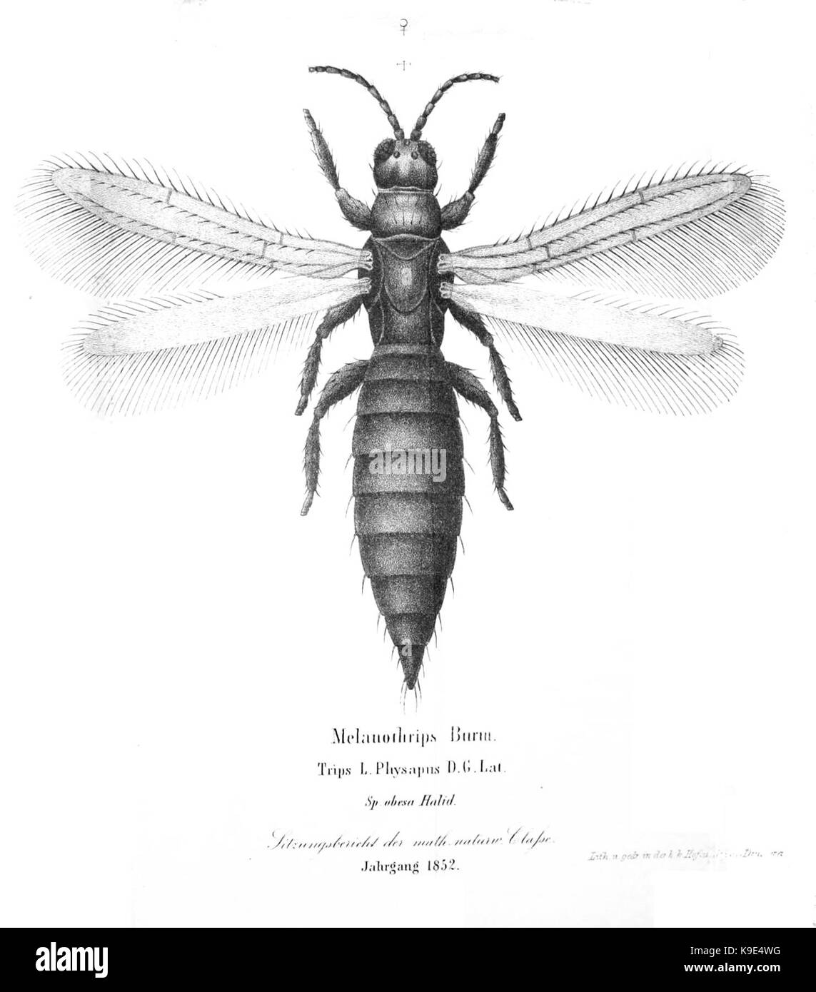 Melanothrips Stockfoto