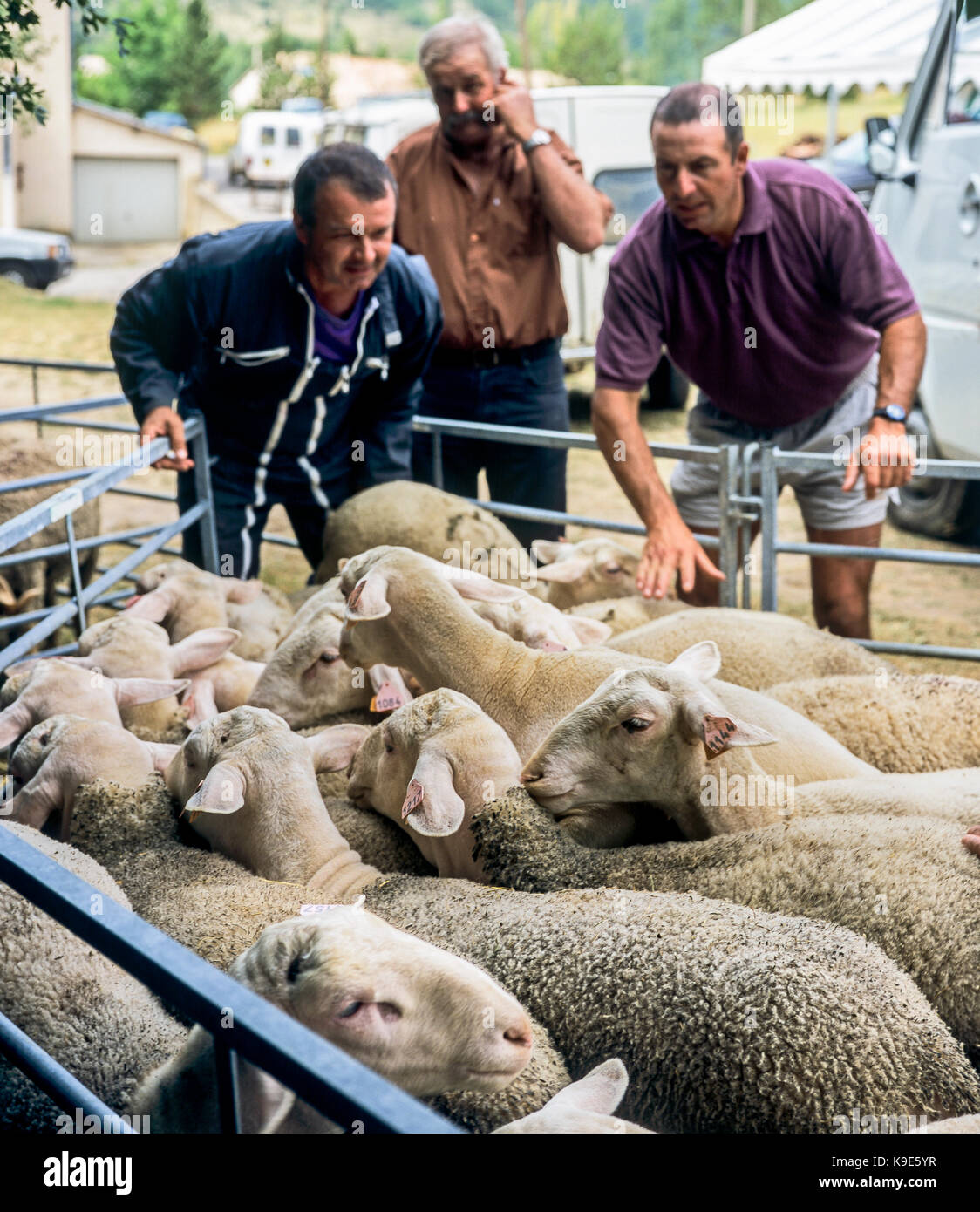 Schafe in Pen, der Landwirte, der jährliche Viehmarkt, Curel, Drôme, Provence, Frankreich Stockfoto