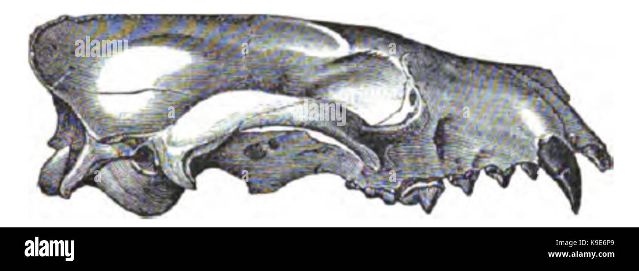 Mesocyon Schädel Stockfoto