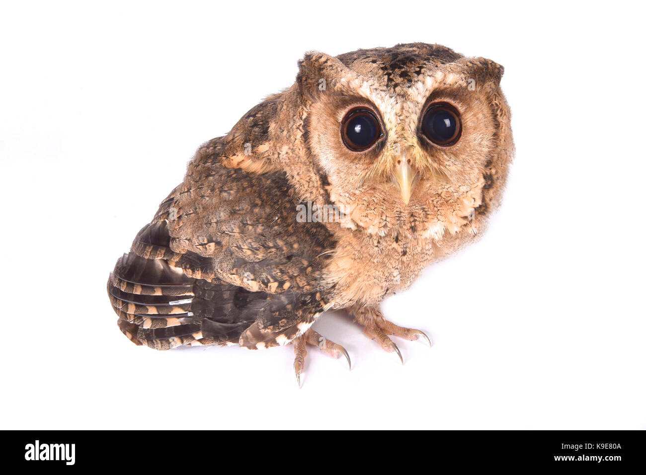 Indian scops Owl, Otus bakkamoena Stockfoto