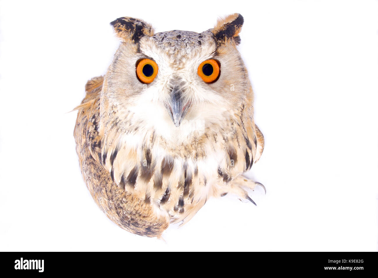 Sibirische Uhu, Bubo bubo Sibiricus Stockfoto