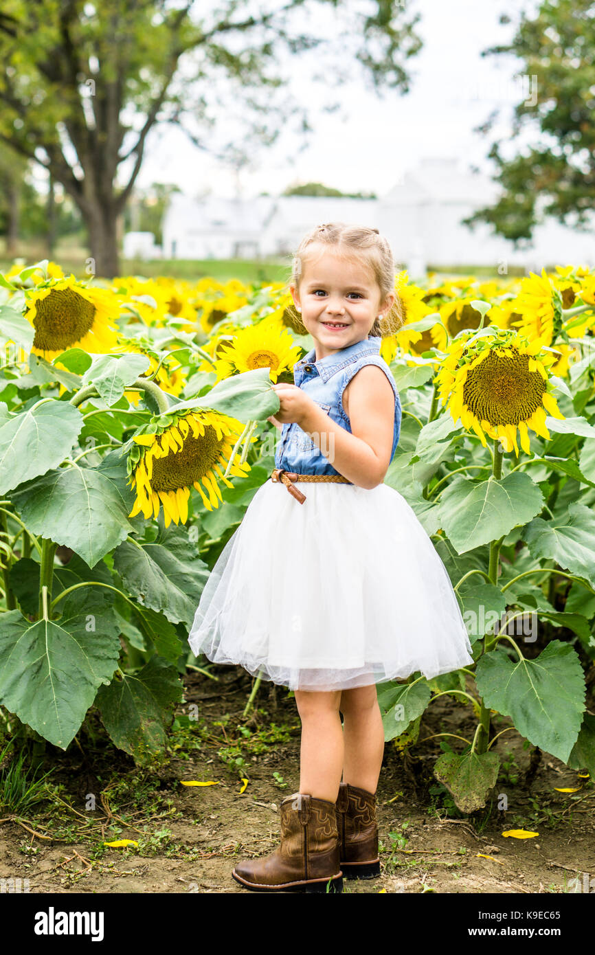 Herbst Sonnenblumen Stockfoto