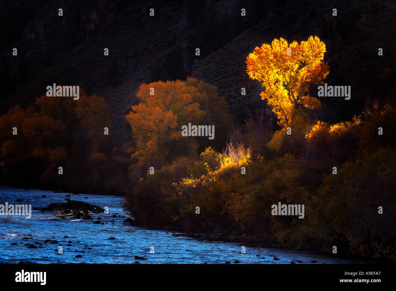 Sonnenlicht auf einen Baum an einem Fluss im Herbst in Colorado Stockfoto