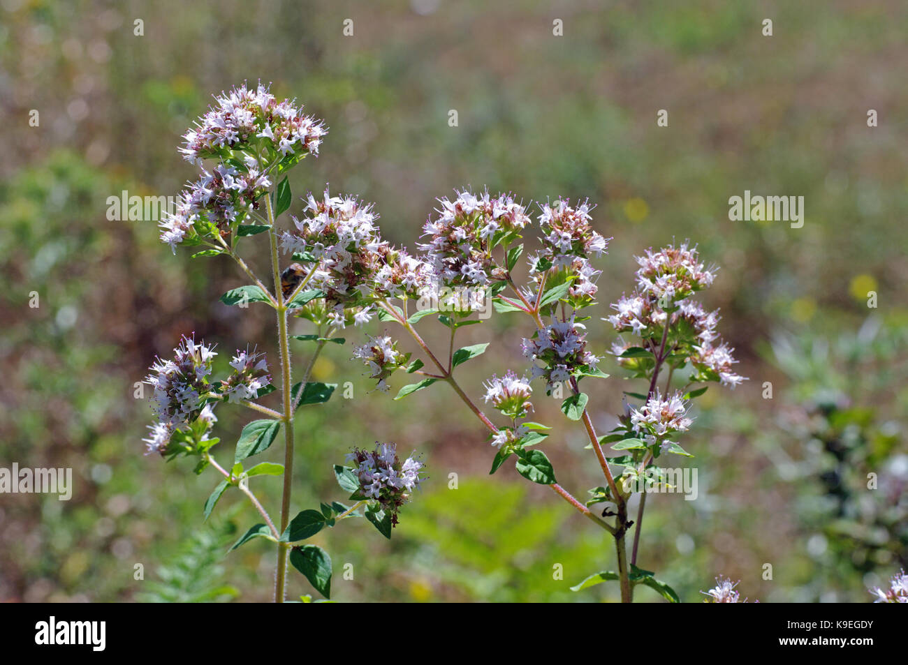 Die wildflower Origanum vulgare, Oregano oder Wilder Majoran, von der Familie Lamiaceae, wichtig für die Italienischen und Griechischen cuisin Stockfoto